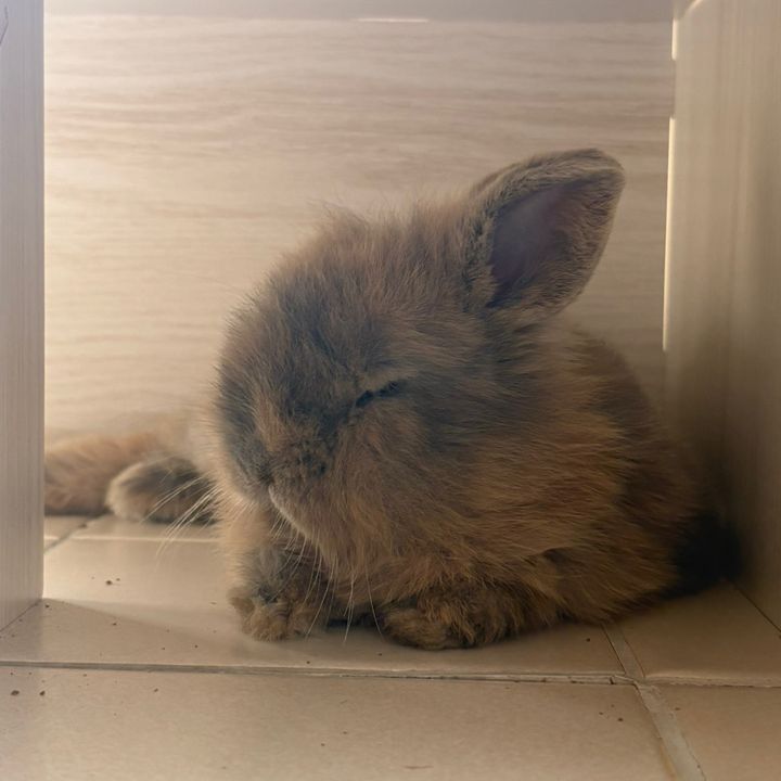 benedict the bunny