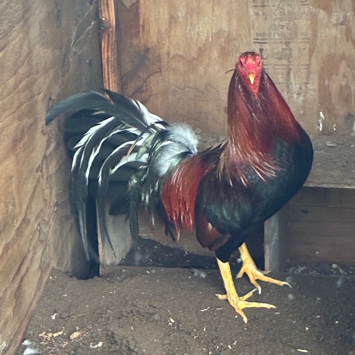 🇲🇽 🐓“EL ZACATECANO🐔🇲🇽 🤠
