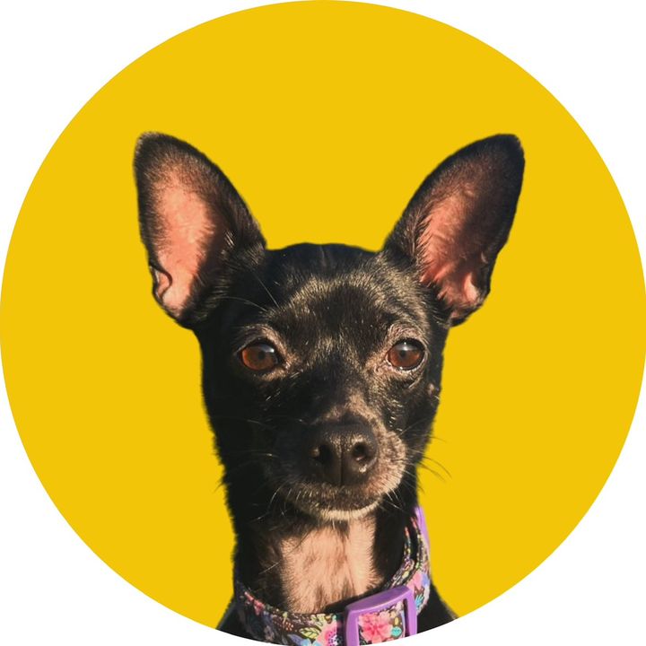 Olive the Chihuahua