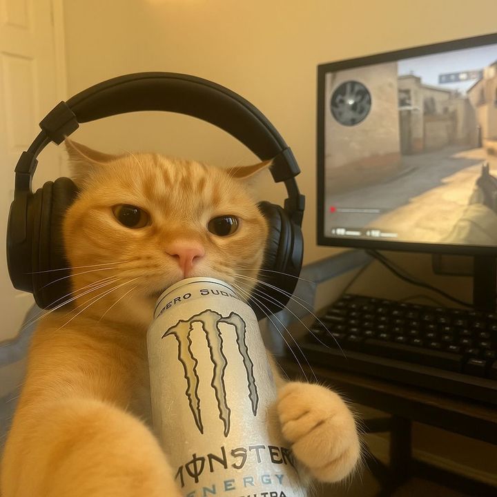 milo_ragdoll