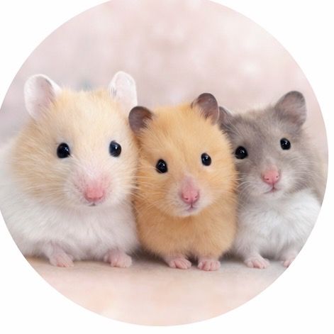 ハム三姉妹の日常🐹🩷🧡💛
