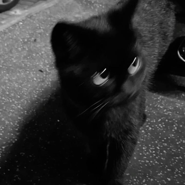 kat241565