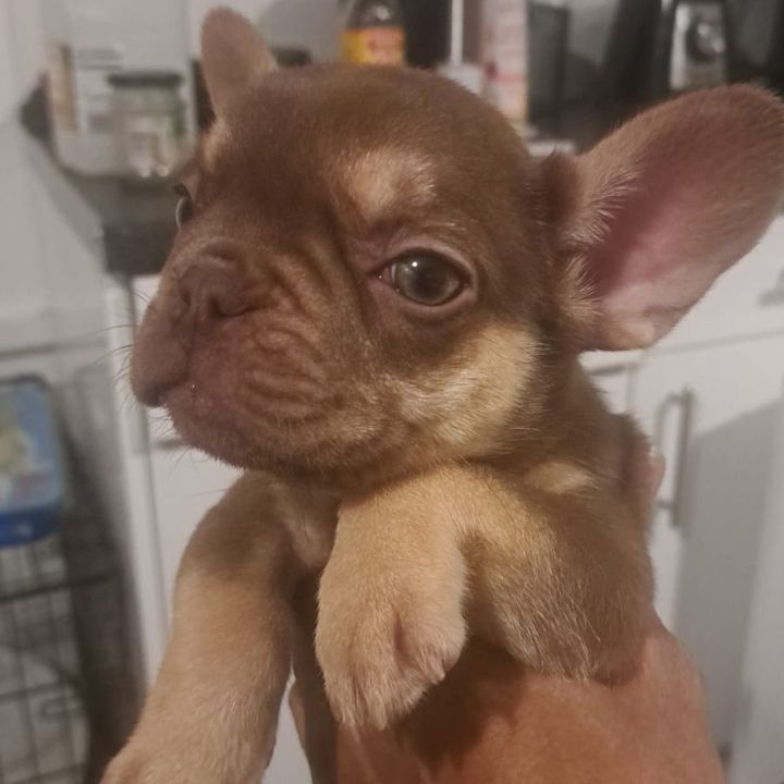 cocotherojo