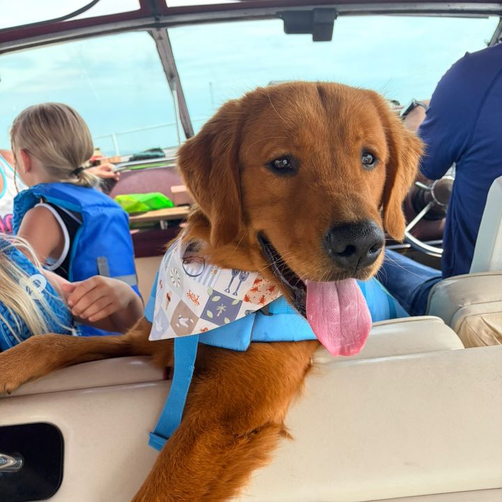 Bodhi | Golden Retriever 🐶
