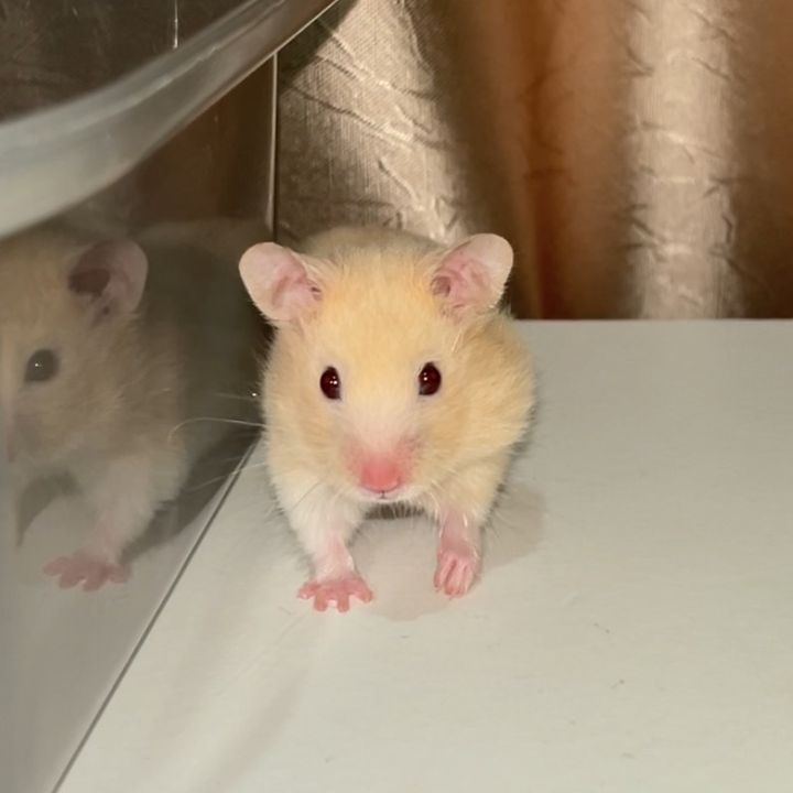 Phuu ✨🐹
