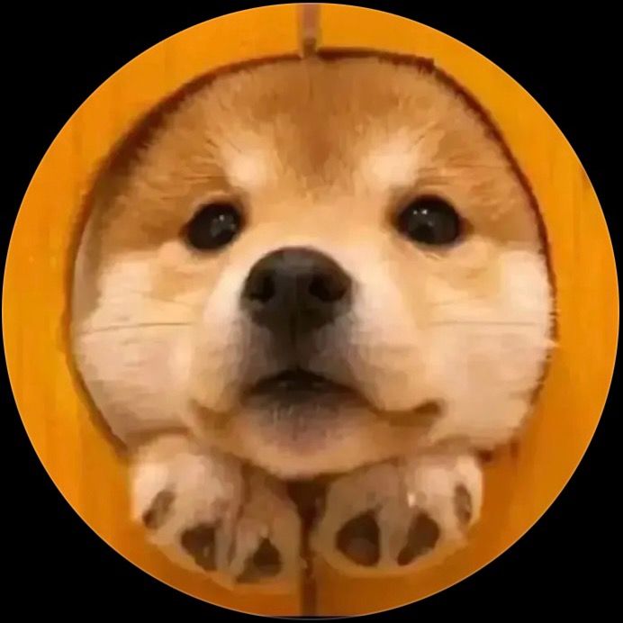 Pet dogs55