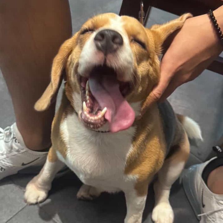 Muỗi Vo Ve 🦟