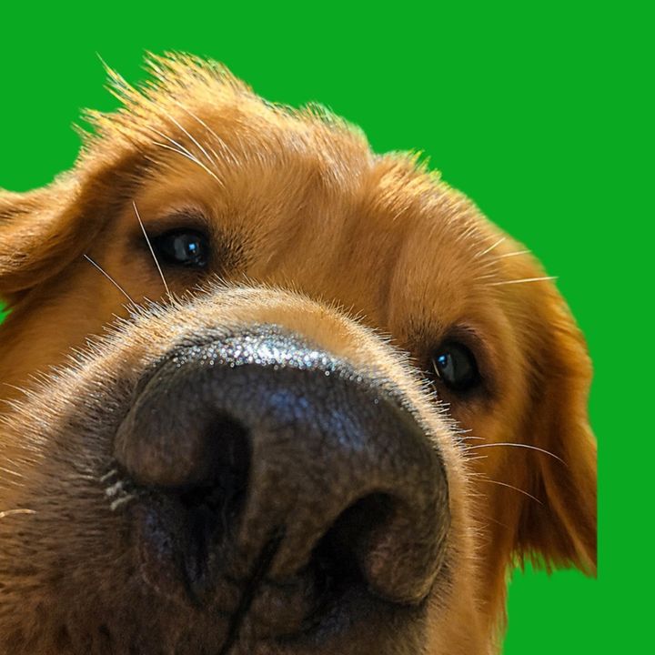 Boleta, o Golden 🐶💚