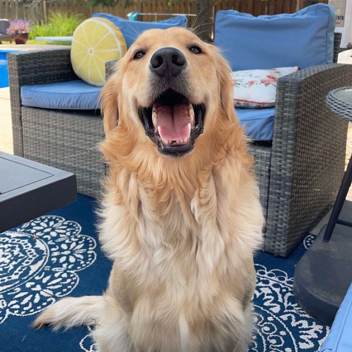 GoldenRipTok