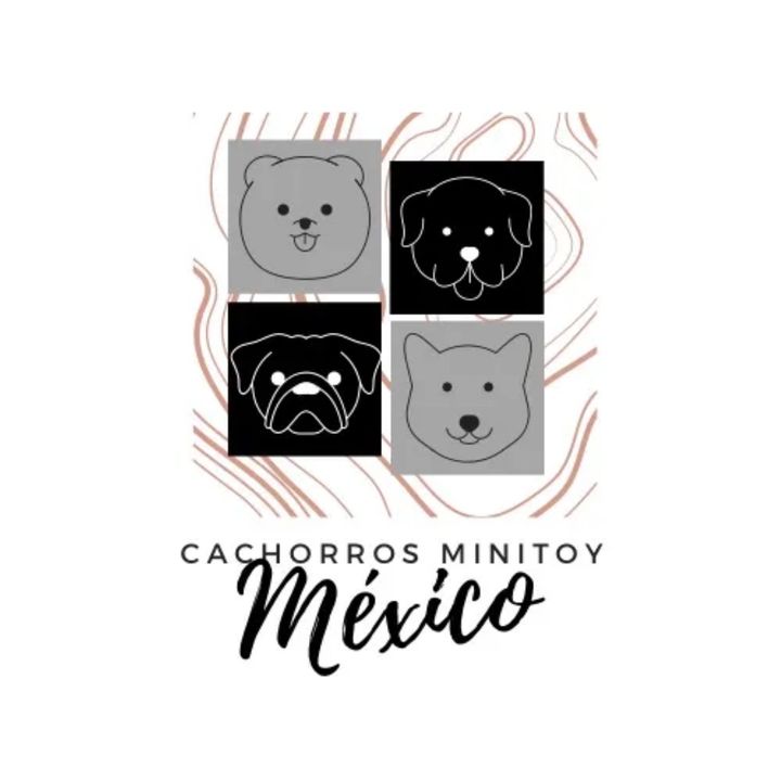 CachorrosminidgoMX