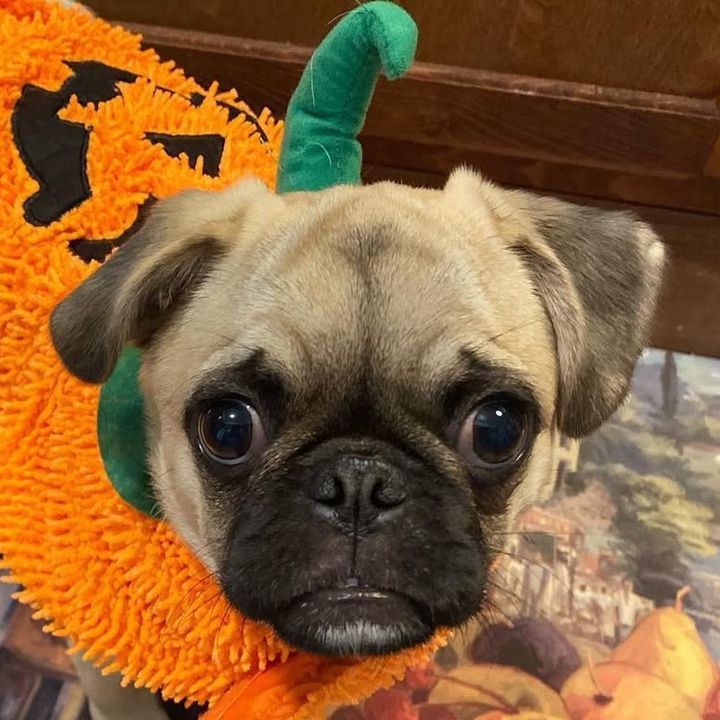 ThePandaPug