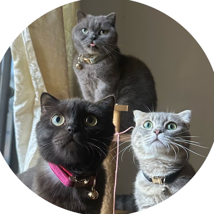 flurry | mofu | chia