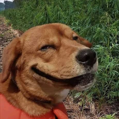 tr tt