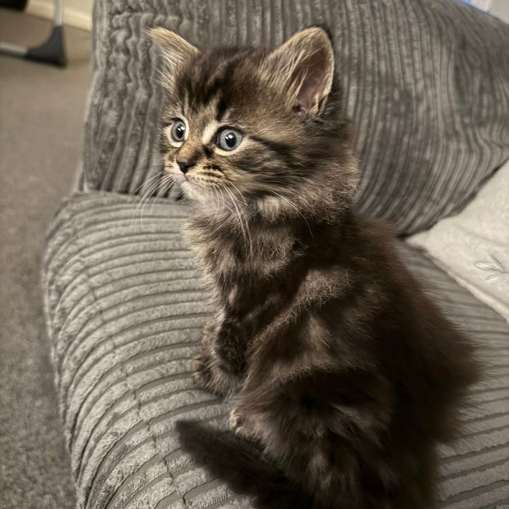 LucaTheCat