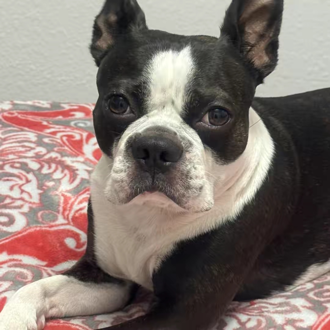 RockytheBoston