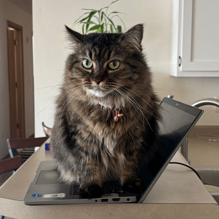 Safari 😼🐾