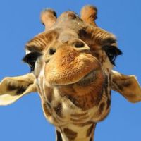 Girafferants Animal stories