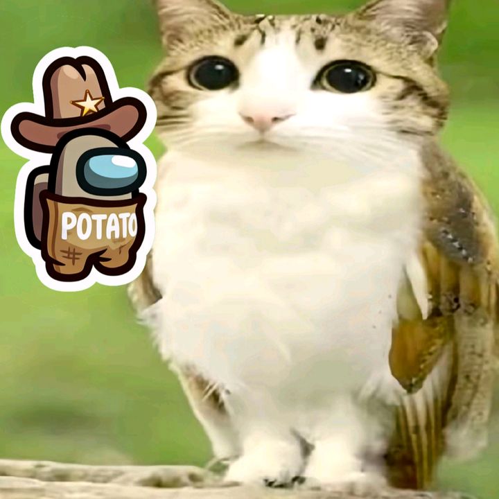 mr_potato_meowl
