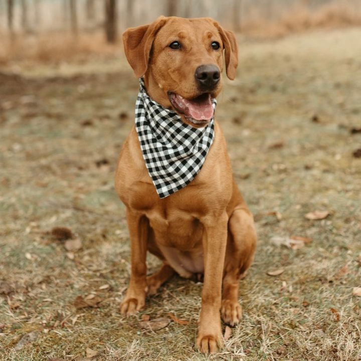 Kember-thefoxredlab