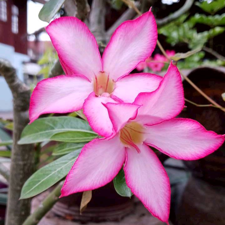 MAWAN