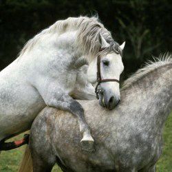 Horse breeding videos