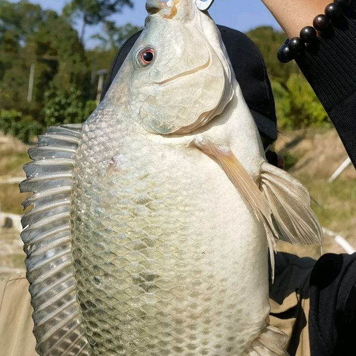 Fishing Market Videos