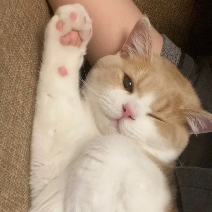 Geoopet