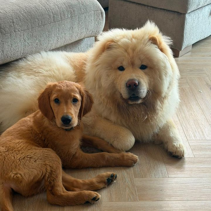 lifeofsullyandriley