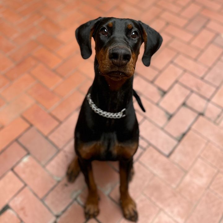 Margot the Dobermann