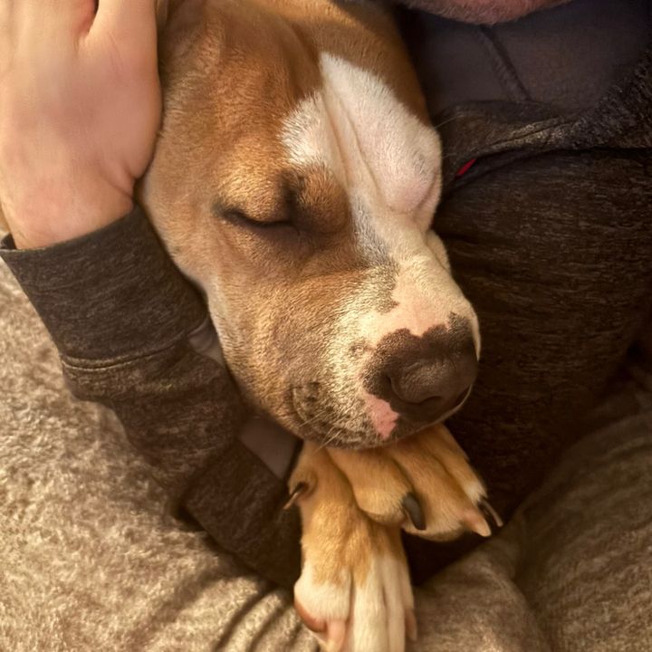 Lady the Bully Pup