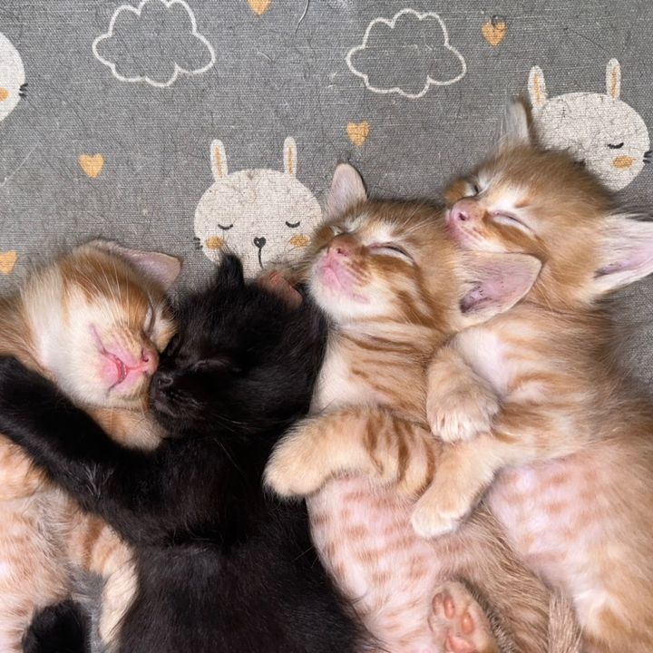 Si Kembarr