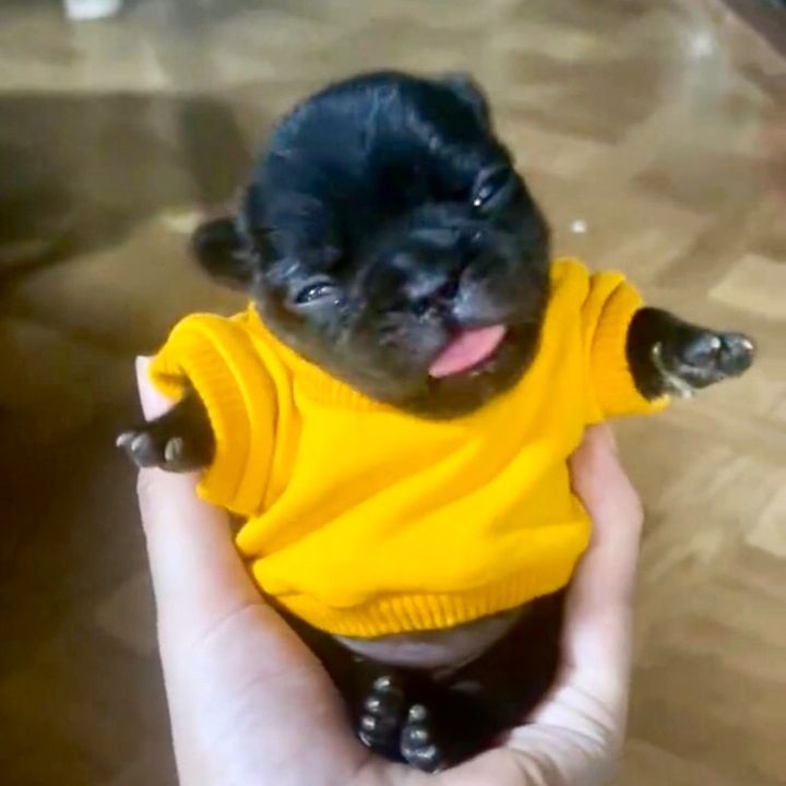 Pawpicks