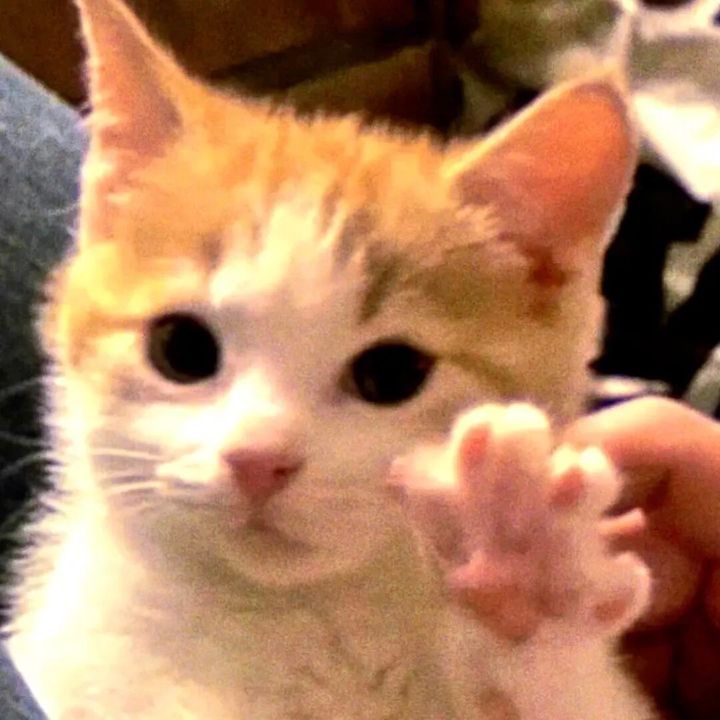 cloudycatpaws