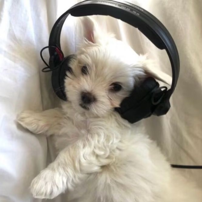 Mouse music2
