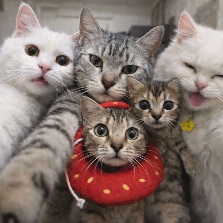 Vượt Khó Nuôi Mèo