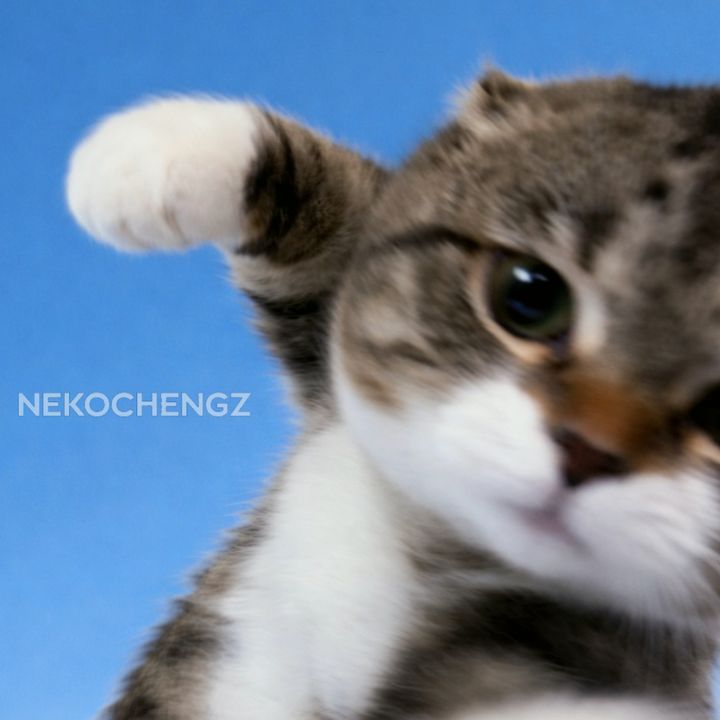 Nekochengz