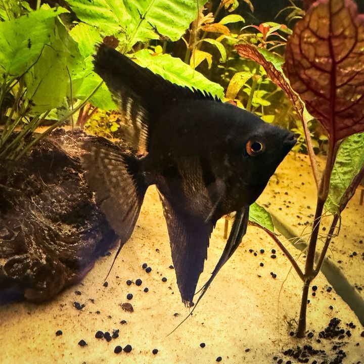 Aquatic Chaos