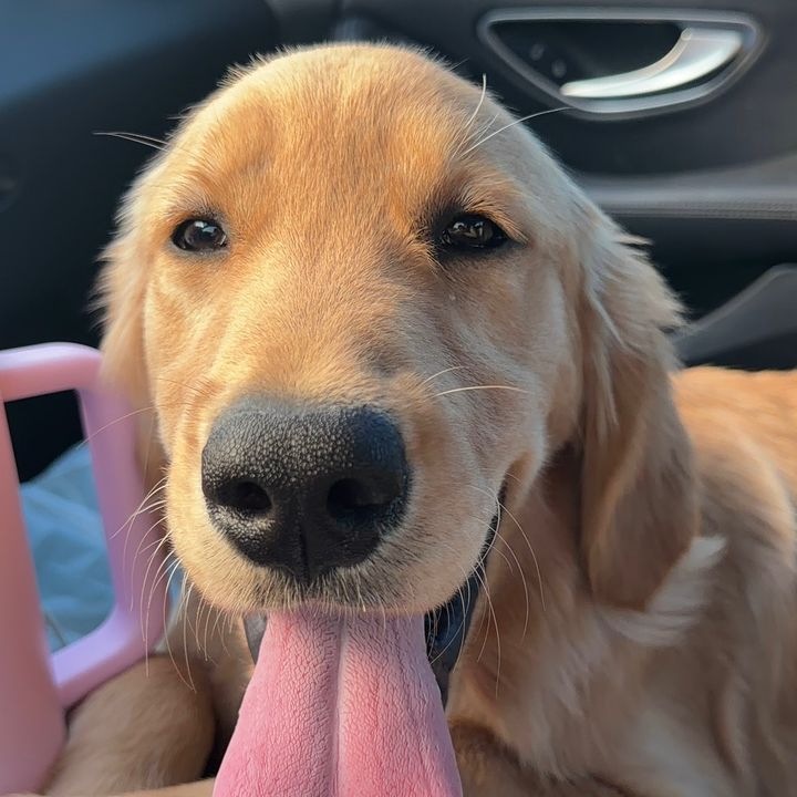 Oakley the Goldie