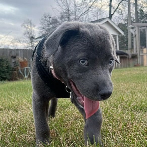 sissy the pitty