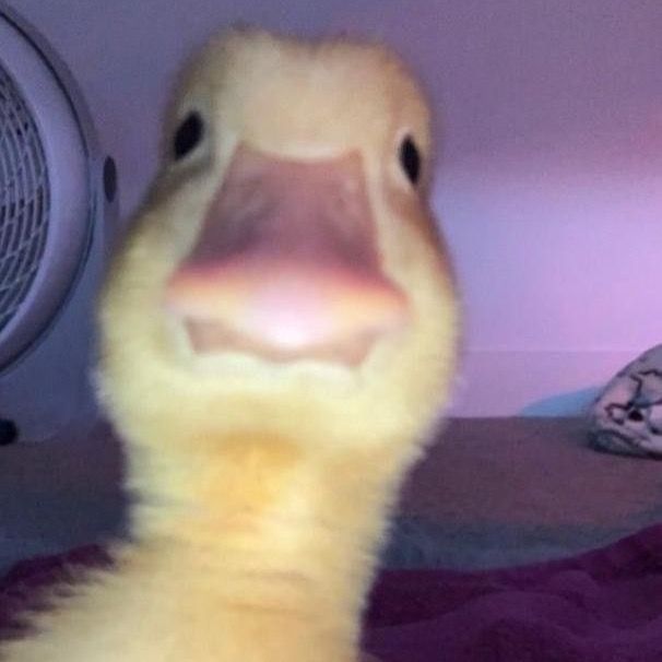 VelvetHush