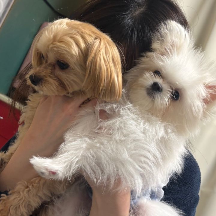 22歳愛犬家のTiktokShopで買ってよかったもの