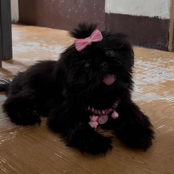 Bella🐾