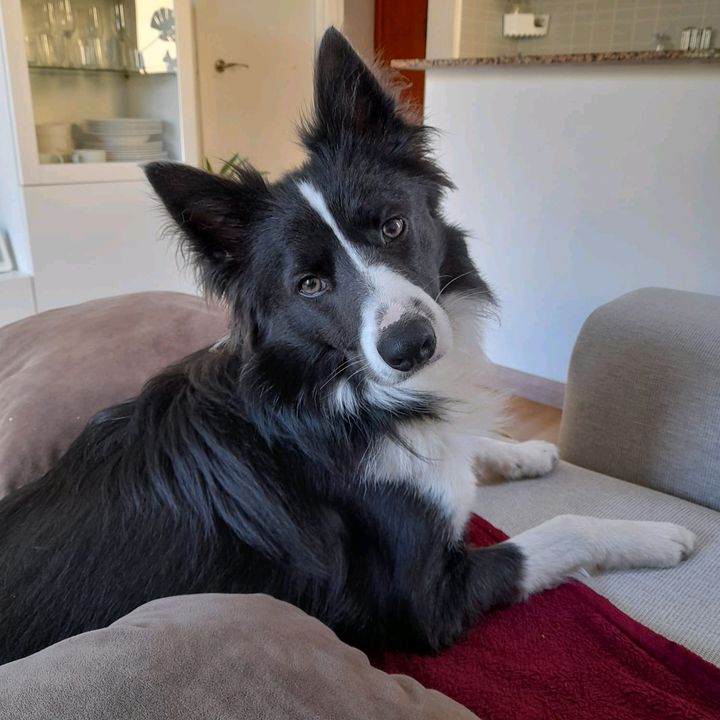 OREO Border collie
