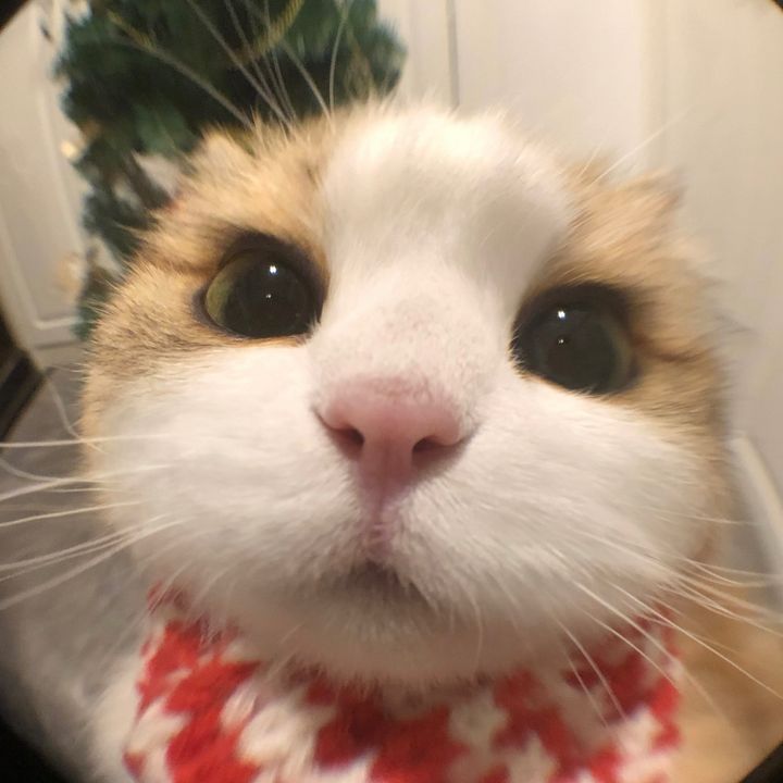 Amelia