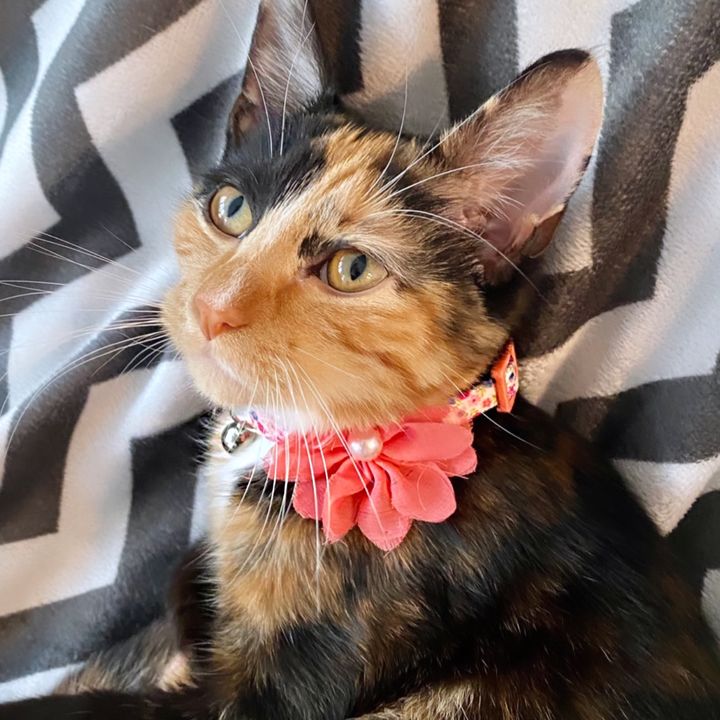 Cinnamon | Calico Cat