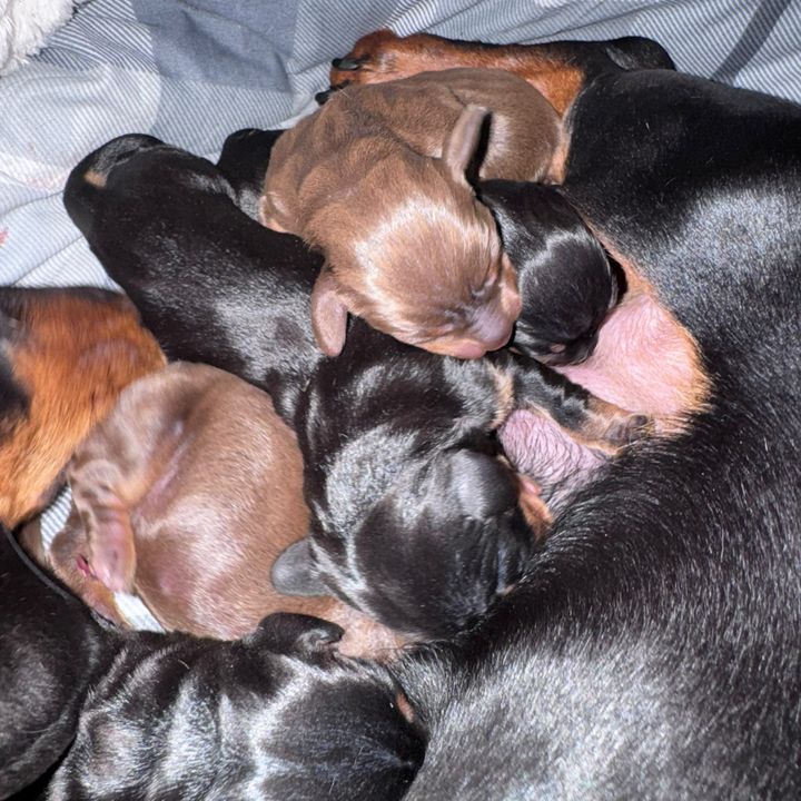 Furbabies🐶🥰