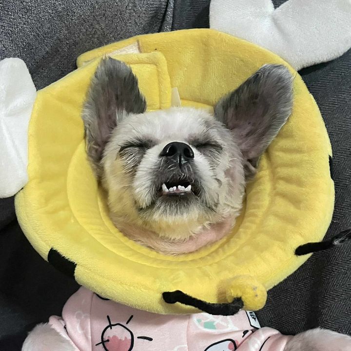 esipuppers