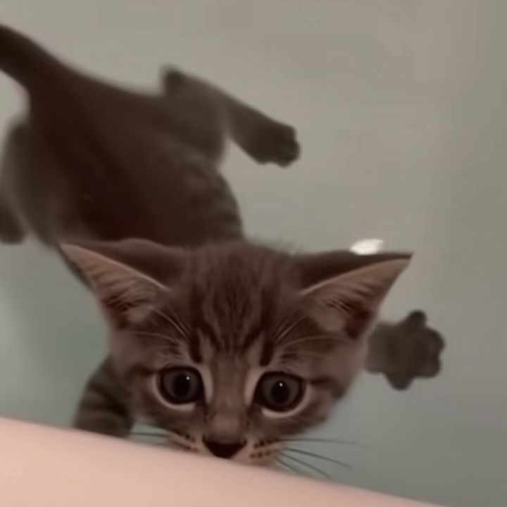 vvydguuf