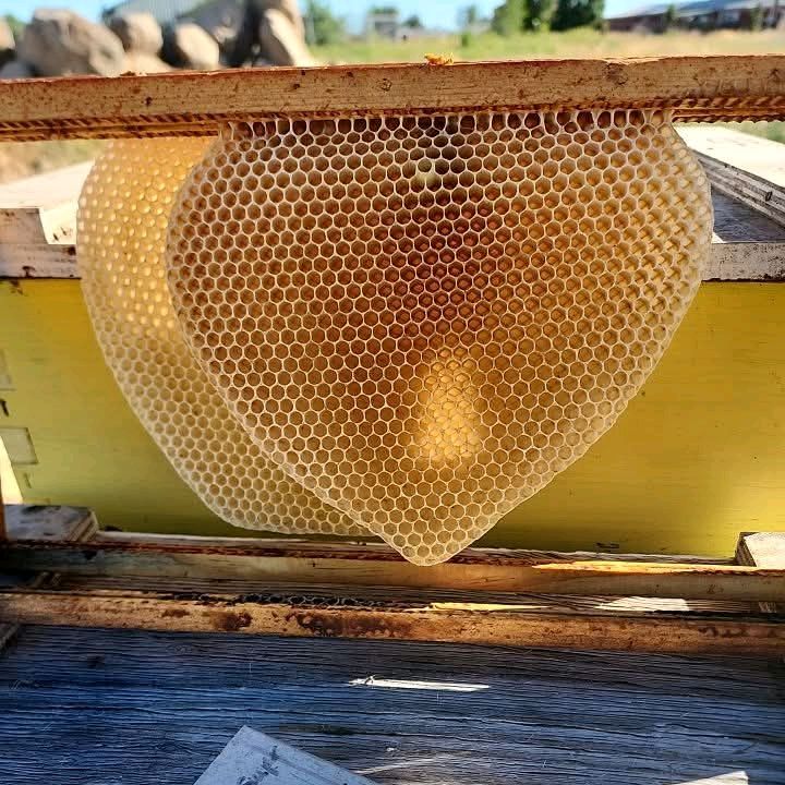 Busy Bee🐝🐝🐝