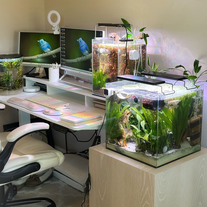 joslynj_aquariums